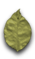 green Leaf